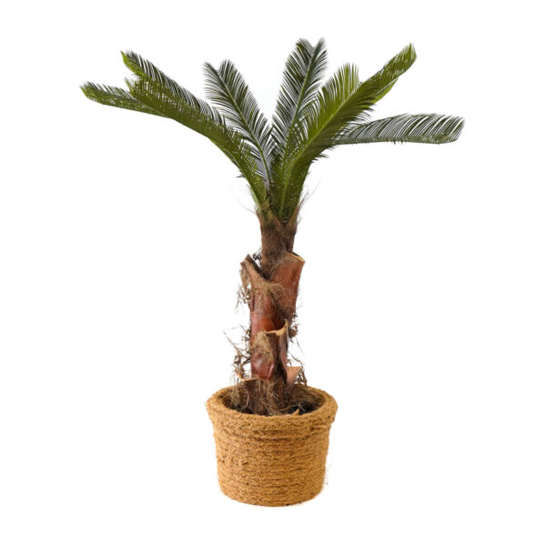 Palm | Konstgjord Cycas med äkta palmbark UV 150 cm