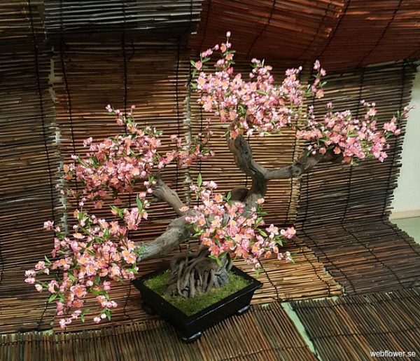 Bonsai Geisha Ki Cerry Pink 90 cm - Bild 2