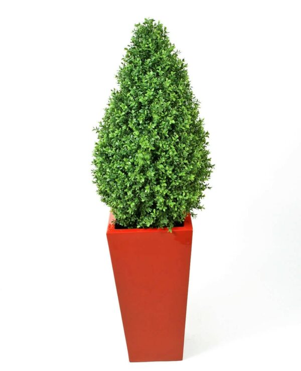 Buxbom | Pyramidform på äkta stam Grön UV 115 cm - Bild 4