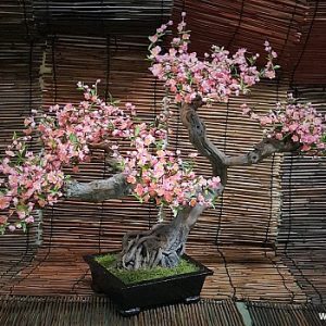 Bonsai Geisha Ki Cerry Pink 90 cm
