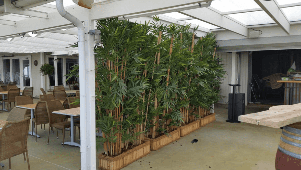 Bambu | Växt Häck 200 cm - Bild 3