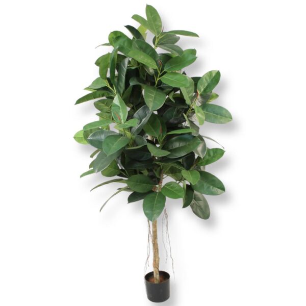 FIKUS | FICUS ROBUSTA GRÖN170 CM