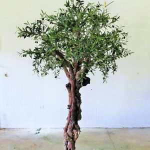 Olivträd Grapewood 200 cm