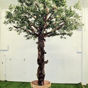 Olivträd med Grapewood 375 cm