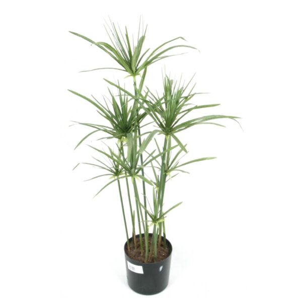 Papyrus 90 cm