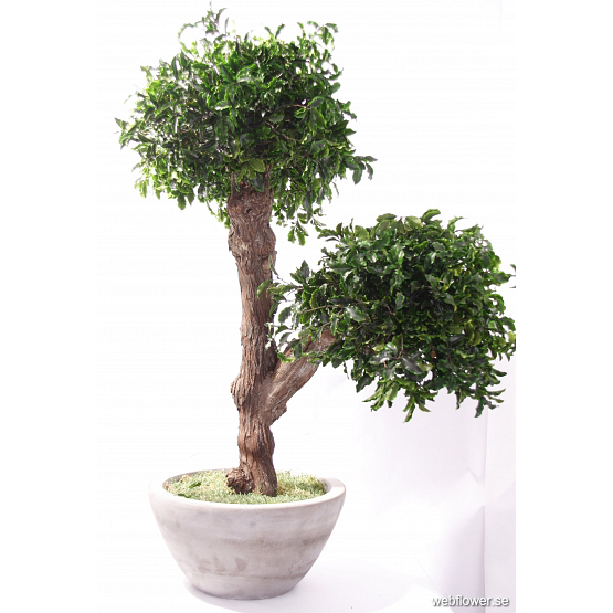 Bonsai Geisha Ki Pittosporum 95 Cm Webflower