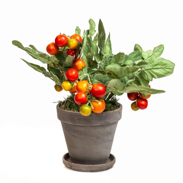 Tomat | Planta i kruka 40 cm
