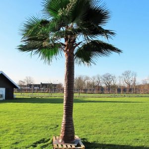 Palm | Wasingtonia Robusta 500 cm