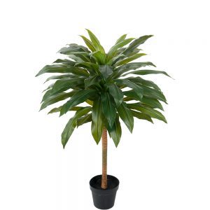 Dracena 100 cm