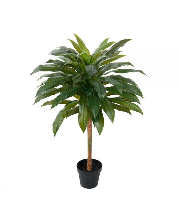 Dracena 100 cm