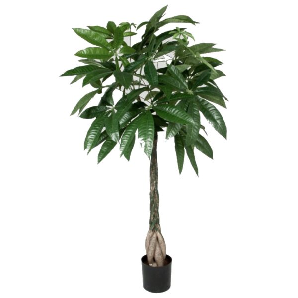 STRANDKASTANJ | KONSTGJORT PACHIRA 80 CM