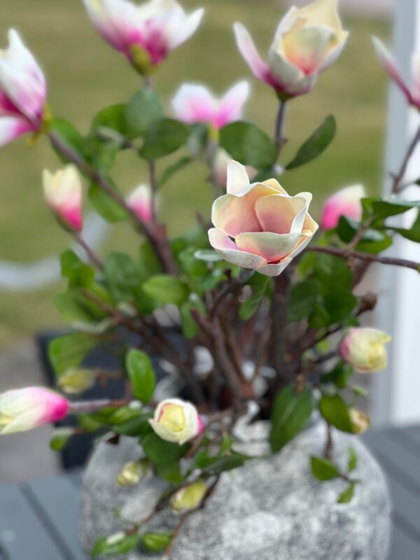 MAGNOLIA | KVIST GROV CREAM & ROSA 70 CM