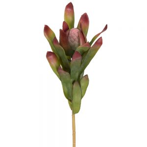 Safari röd 55 cm