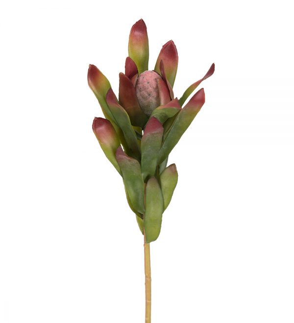 Safari röd 55 cm