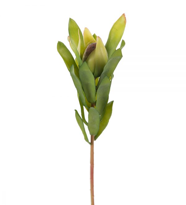 Safari 55 cm