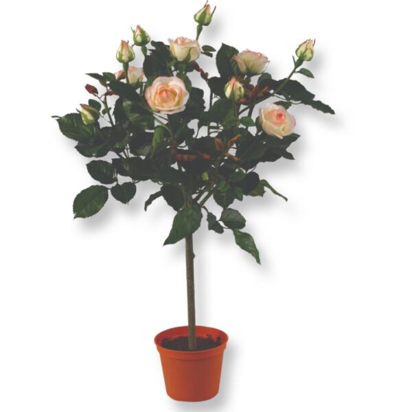 Rosorbuske | Rosa rosbuske 65 cm