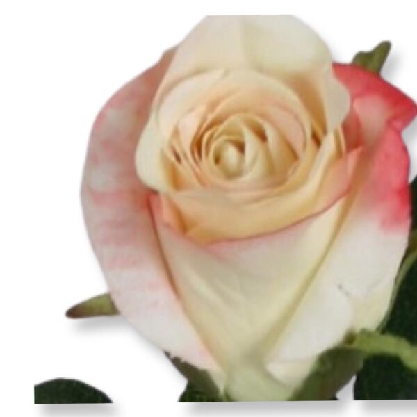 Ros | Konstgjord snittblomma Cream/Rosa 62 cm
