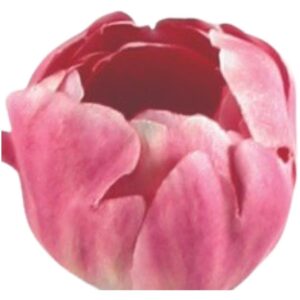 konstgjord rosa tulpan