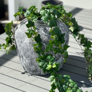 MURGRÖNA | GRÖN IVY 70 CM