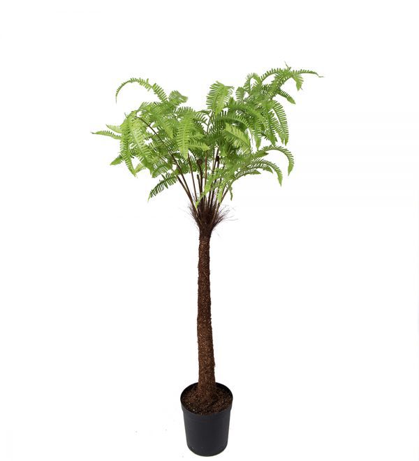 Ormbunke 100 cm