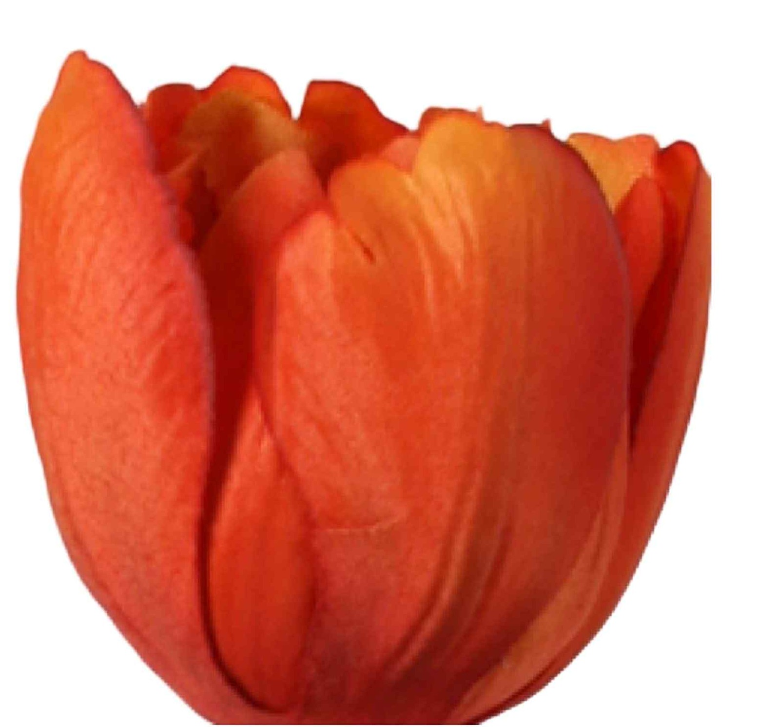 Konstgjord Orange tulpan