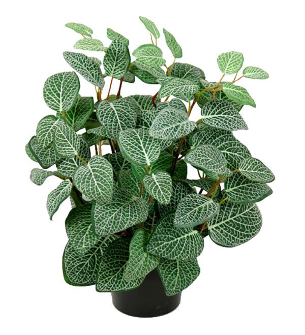 Fittonia | Krukväxt Grön 34 cm