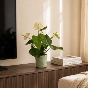 Anthurium rosenkalla creme