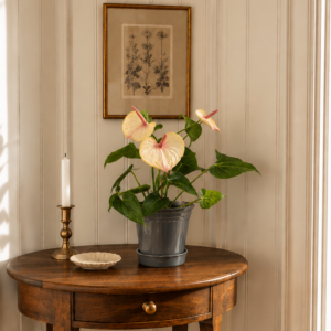 Anthurium rosenkalla rosa