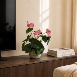 Anthurium rosenkalla rosa