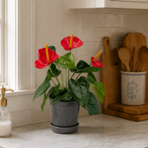 Anthurium rosenkalla röd