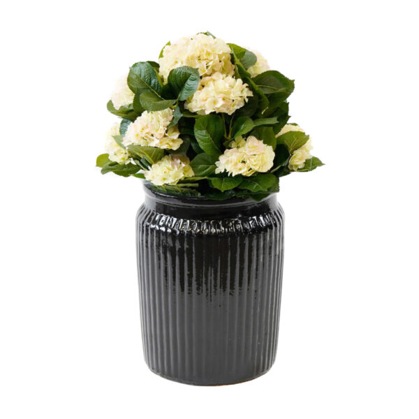 Hortensia | Konstgjord stor krukväxt Cream UV 50 cm