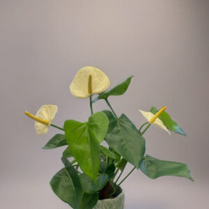 anthurium creme