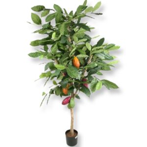 Kakaoträd | Theobroma Cacao 180 cm