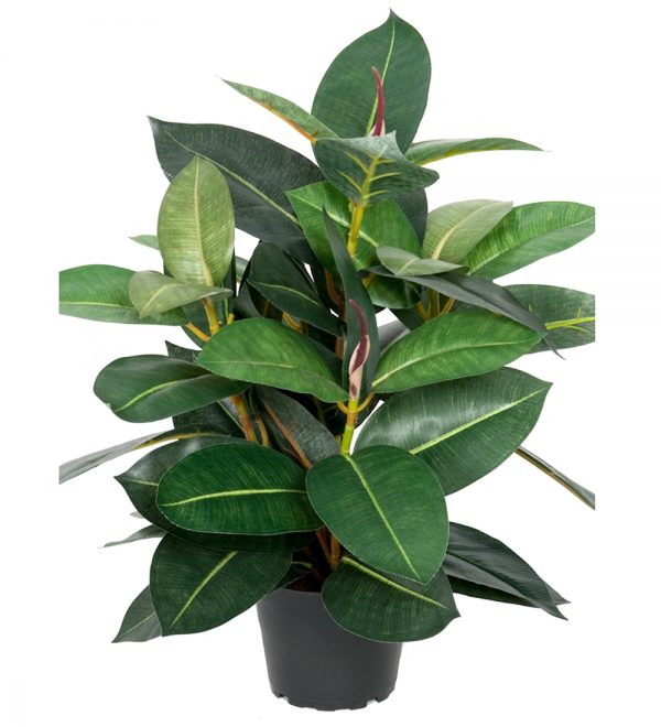 Fikus Robusta 40 cm - Bild 2