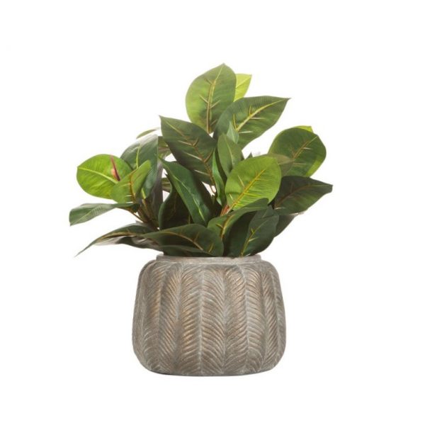 Fikus Robusta 40 cm