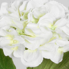 Hortensia | Vit Snittblomma 40 cm