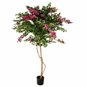 Bougainvillea | Äkta stam Djup Rosa-Lila 240 cm