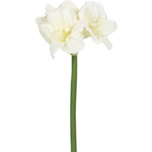 Vit amaryllis snittblomma 75 cm