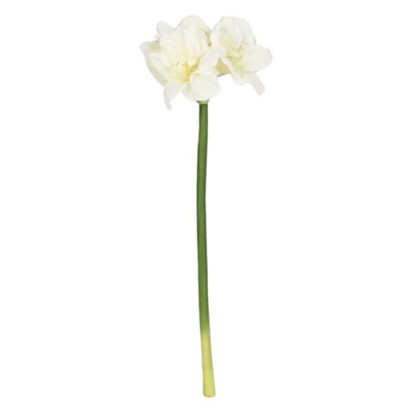 Vit amaryllis snittblomma 75 cm