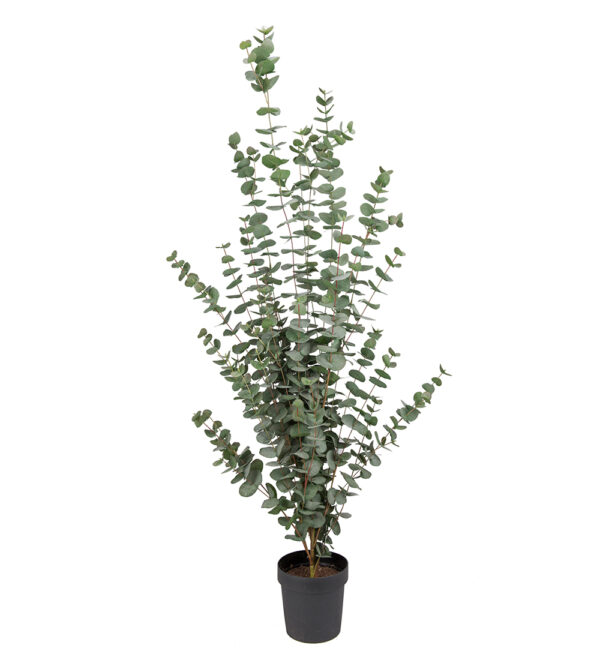 Eucalyptus | Buske i kruka 170 cm