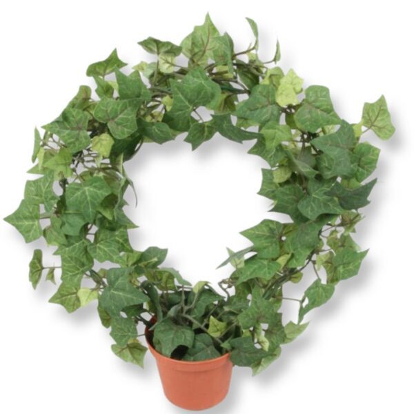 MURGRÖNA | IVY PÅ RING 30 CM