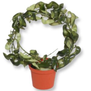 Hoya | Porslinsblomma på båge 23 cm