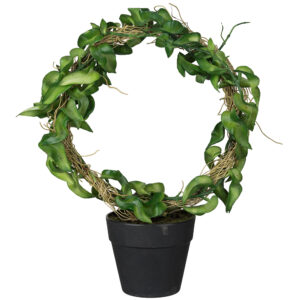 Hoya | Porslinsblomma på båge 30 cm
