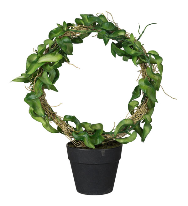 Hoya | Porslinsblomma på båge 30 cm