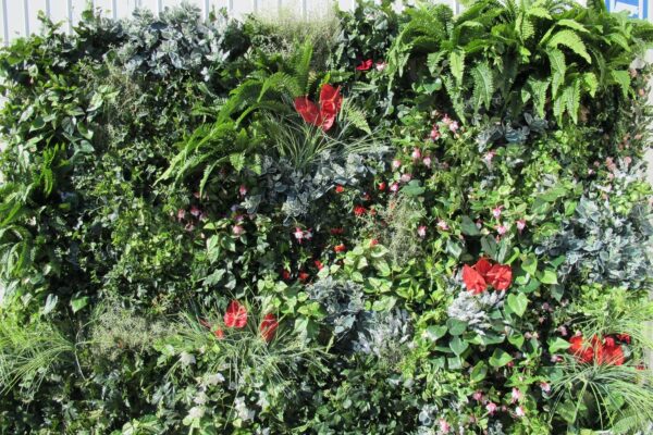 Växtvägg | Mixade gröna växter inslag av röda blommor 100x100 cm (1kvm)