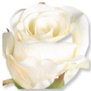 Ros | Cream Melerande 52 cm