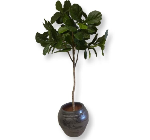 Fiolfikus 180 cm äkta stam konstgjorda blad