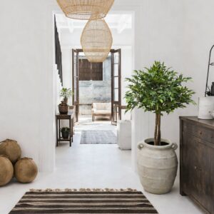 Fikus | Ficus Mini Natasja 110 cm