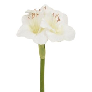 Vit amaryllis 60 cm