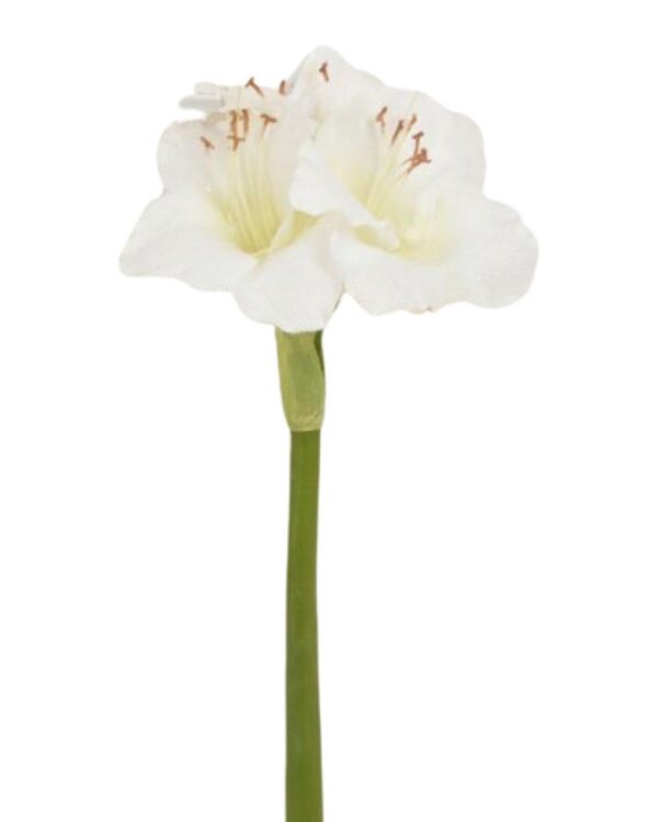 Vit amaryllis 60 cm